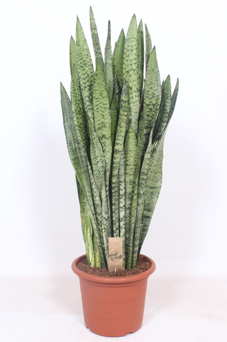 <h4>Sansevieria zeylanica</h4>