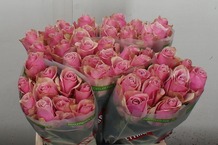 <h4>R Gr Athena Royale</h4>