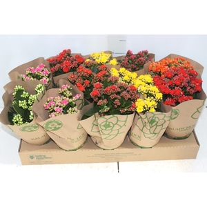 KALANCHOE DOBRADO P11