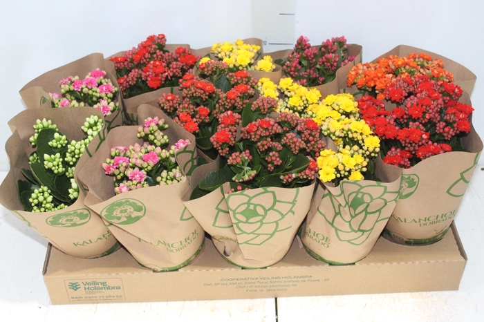 <h4>KALANCHOE DOBRADO P11</h4>