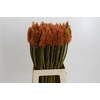 Kniphofia Eycone Orange