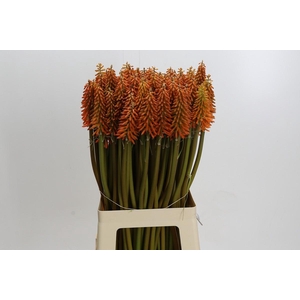 Kniphofia Eycone Orange