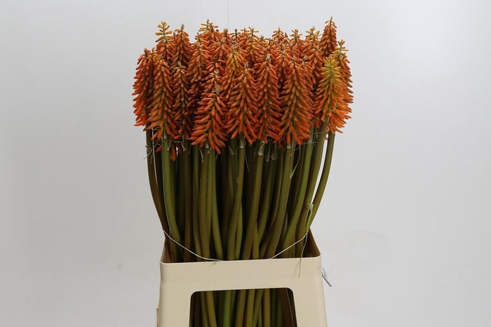 Kniphofia Eycone Orange