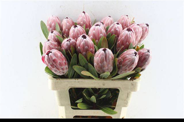 <h4>PROTEA PINK ICE</h4>