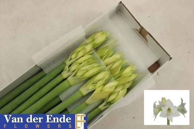 <h4>Hippeastrum Costa Blanca</h4>