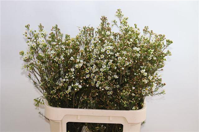 Chame Crystal Pearl