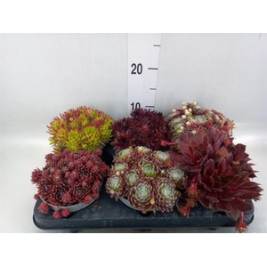 Sempervivum   ...