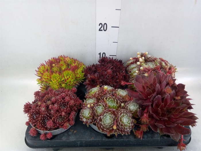 <h4>Sempervivum   ...</h4>