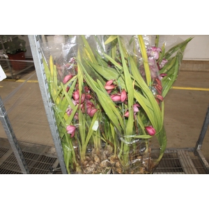 CYMBIDIUM P30
