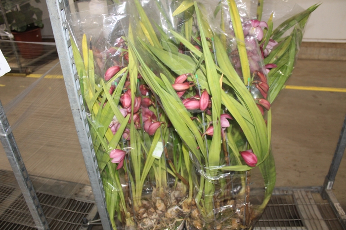 <h4>CYMBIDIUM P30</h4>
