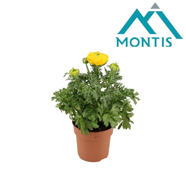 <h4>Ranunculus Sprinkles Yellow 10,5 cm</h4>