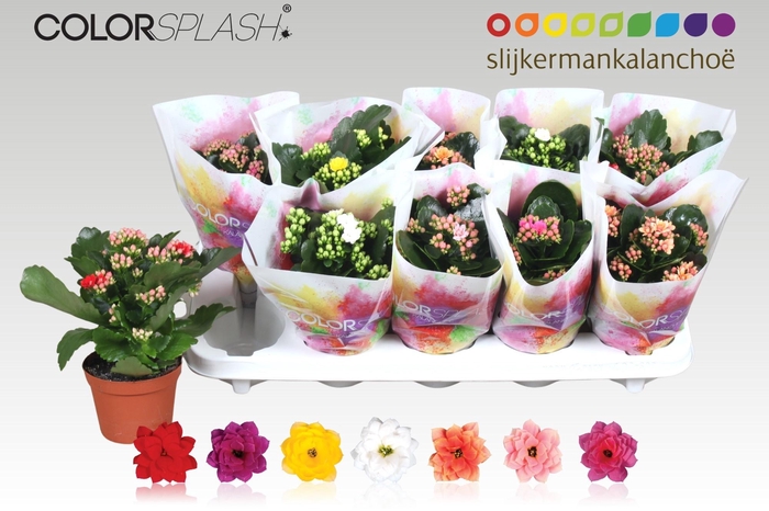 <h4>KAL GE GEM 7 KL</h4>