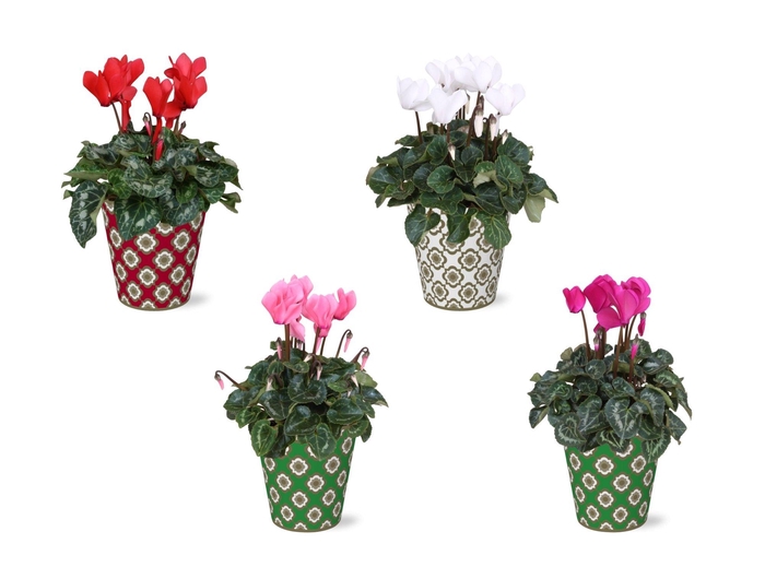 <h4>Collectie "Fun World" Cyclamen in Smartcup Jacey</h4>