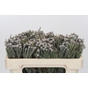 Kaaps Groen Silver Brunia