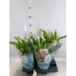 Spathiphyllum  'Pearl Cupido'