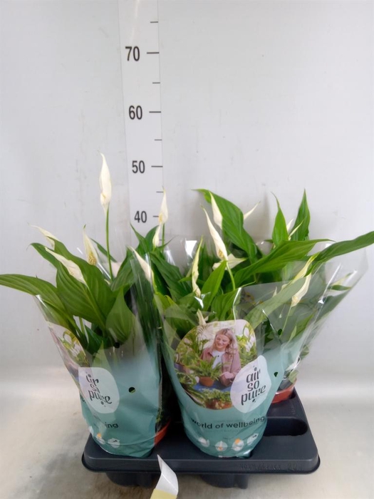 <h4>Spathiphyllum  'Pearl Cupido'</h4>