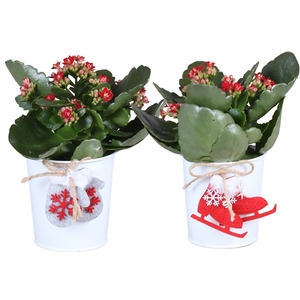 Christmas Arr. Indoor Zinc pot X-mas White ø10cm 1PP