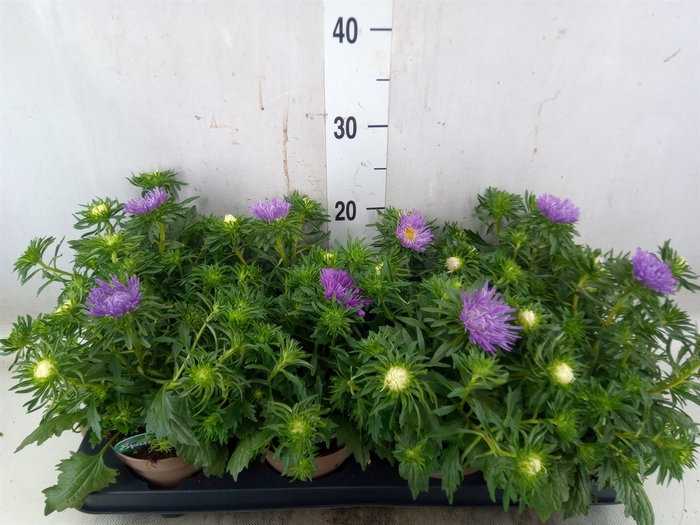 <h4>Callistephus chin. 'Starlight Purp'</h4>