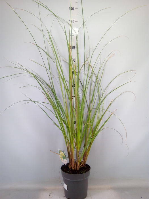 <h4>Cortaderia sell. 'Pumila'</h4>