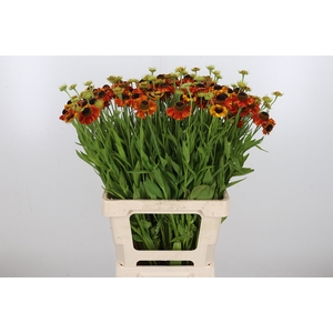 Helenium Overig