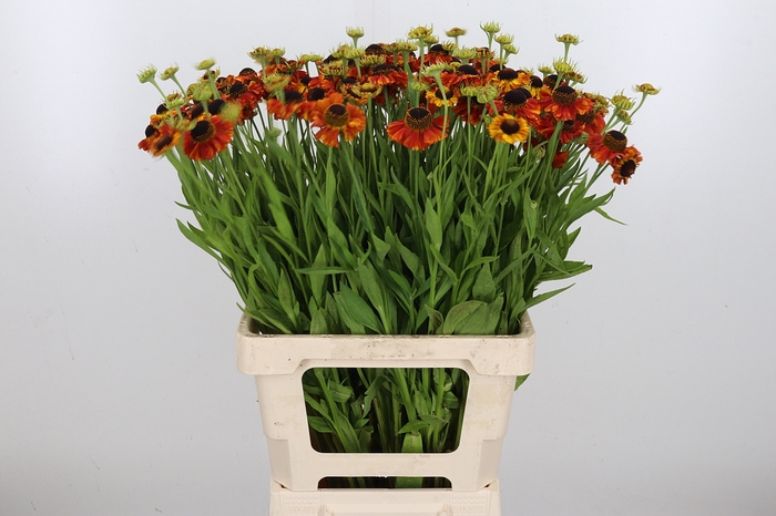 <h4>Helenium Overig</h4>