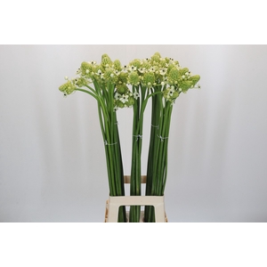 Ornithogalum Saundersiae