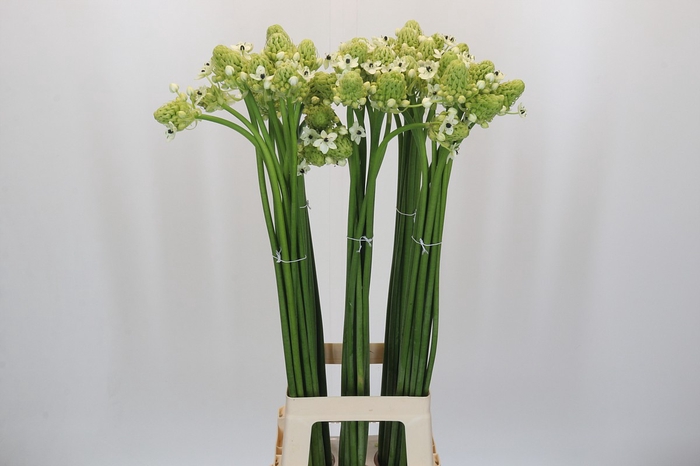 <h4>Ornithogalum Saundersiae</h4>