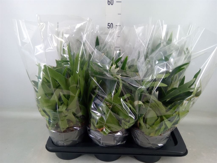 <h4>Platycerium bifurc.</h4>