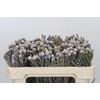 Kaaps Groen Silver Brunia