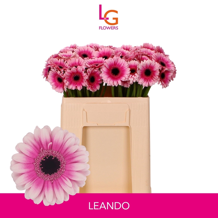 <h4>GE MI LEANDO</h4>