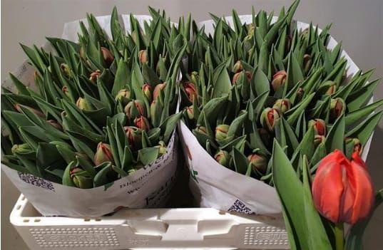 <h4>TU DU DOUBLE WONDER</h4>