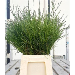 Vaccinium Myrtillus Bos Extra