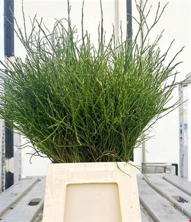 <h4>Vaccinium Myrtil Bos Extra</h4>