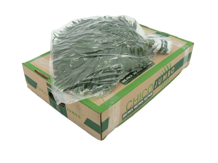 <h4>Chico Jumbo V P X5</h4>
