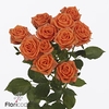 Rosa spray picanto