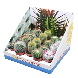 Bolcactus mix 5,5 cm in presentatiedoos