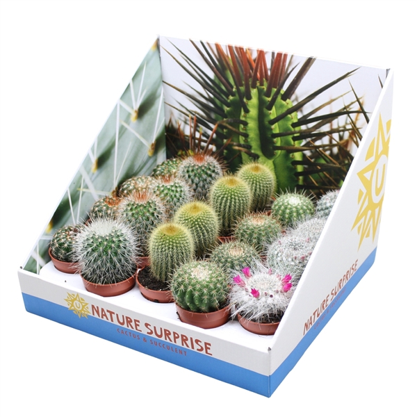 <h4>Bolcactus mix 5,5 cm in presentatiedoos</h4>