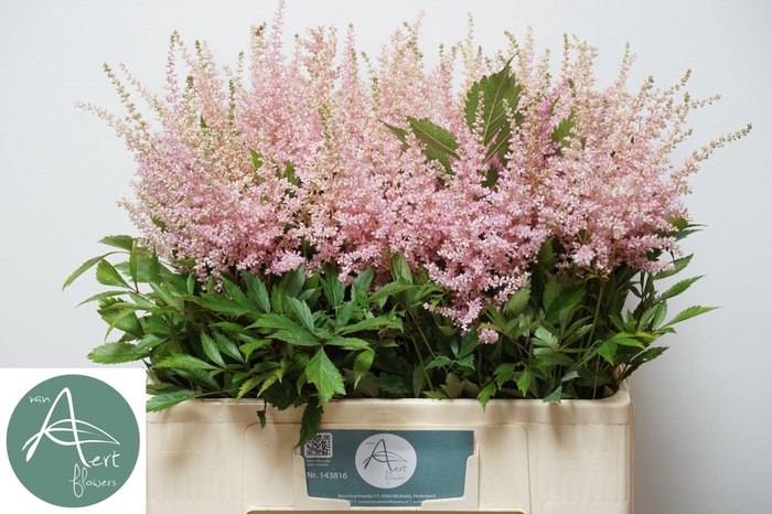 <h4>ASTIL JA AVALANCHE</h4>