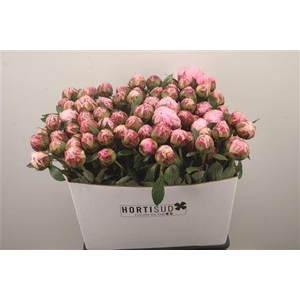 Paeo L Sarah Bernhard Pink Ex