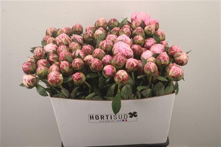 <h4>Paeo L Sarah Bernhard Pink Ex</h4>