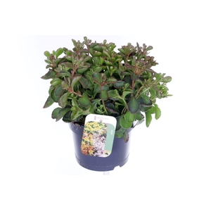 Sedum spurium Purple winter