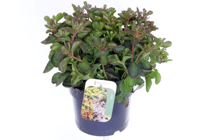 <h4>Sedum spurium Purple winter</h4>