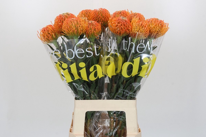 <h4>Nutans Ayoba Peach</h4>