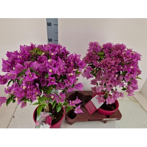 BOUGAINV ALEXANDRA