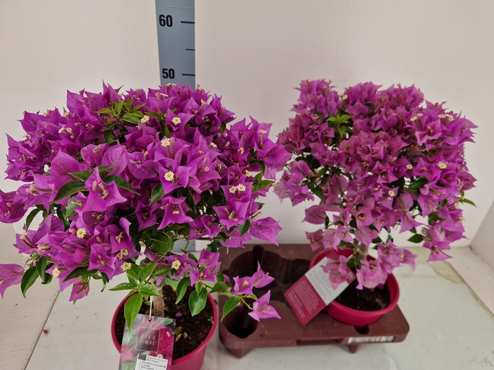 <h4>BOUGAINV ALEXANDRA</h4>