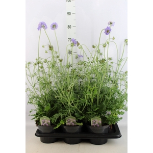 Scabiosa columb.