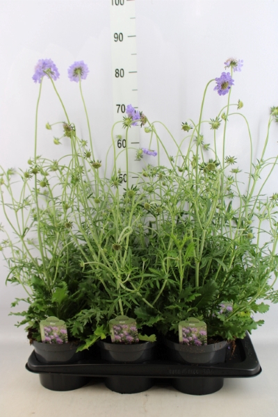 <h4>Scabiosa columb.</h4>