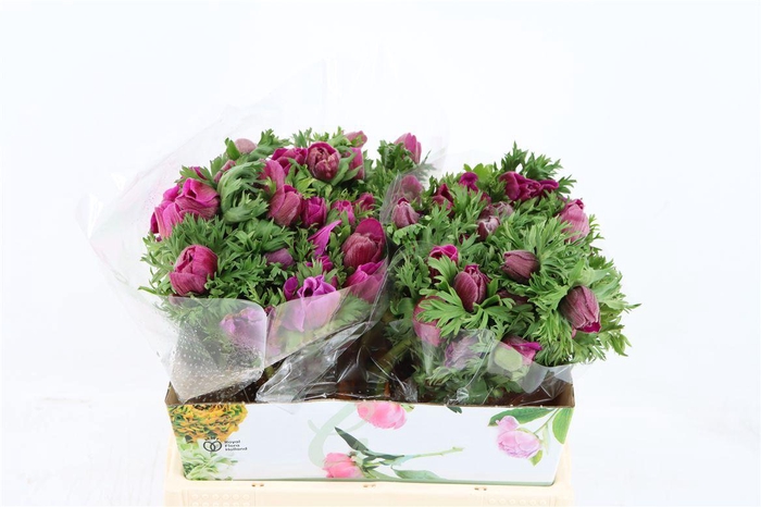 <h4>Anem Marianne Orchid</h4>