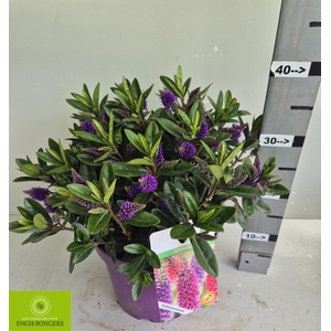 HEBE KARA LILAC KIWI