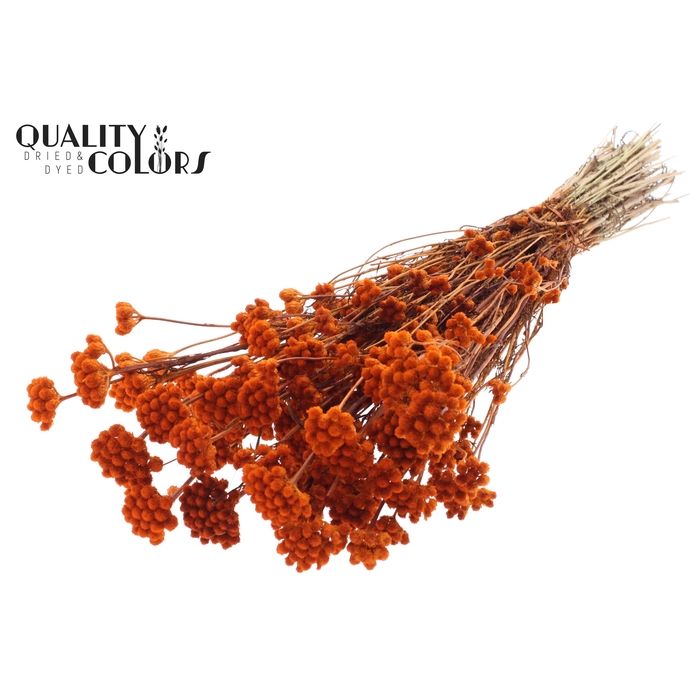 <h4>Lona per bunch Orange</h4>